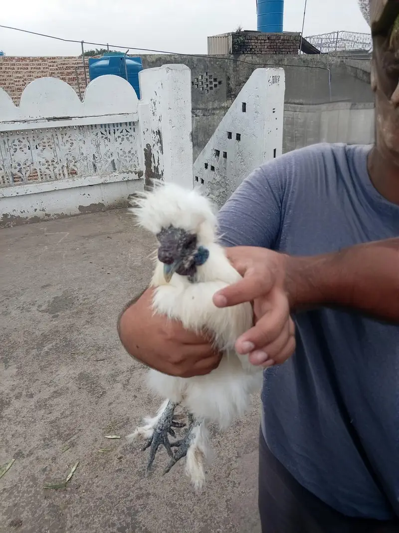top quality white silkie 1 male and 5 female full set for sale — photo 6