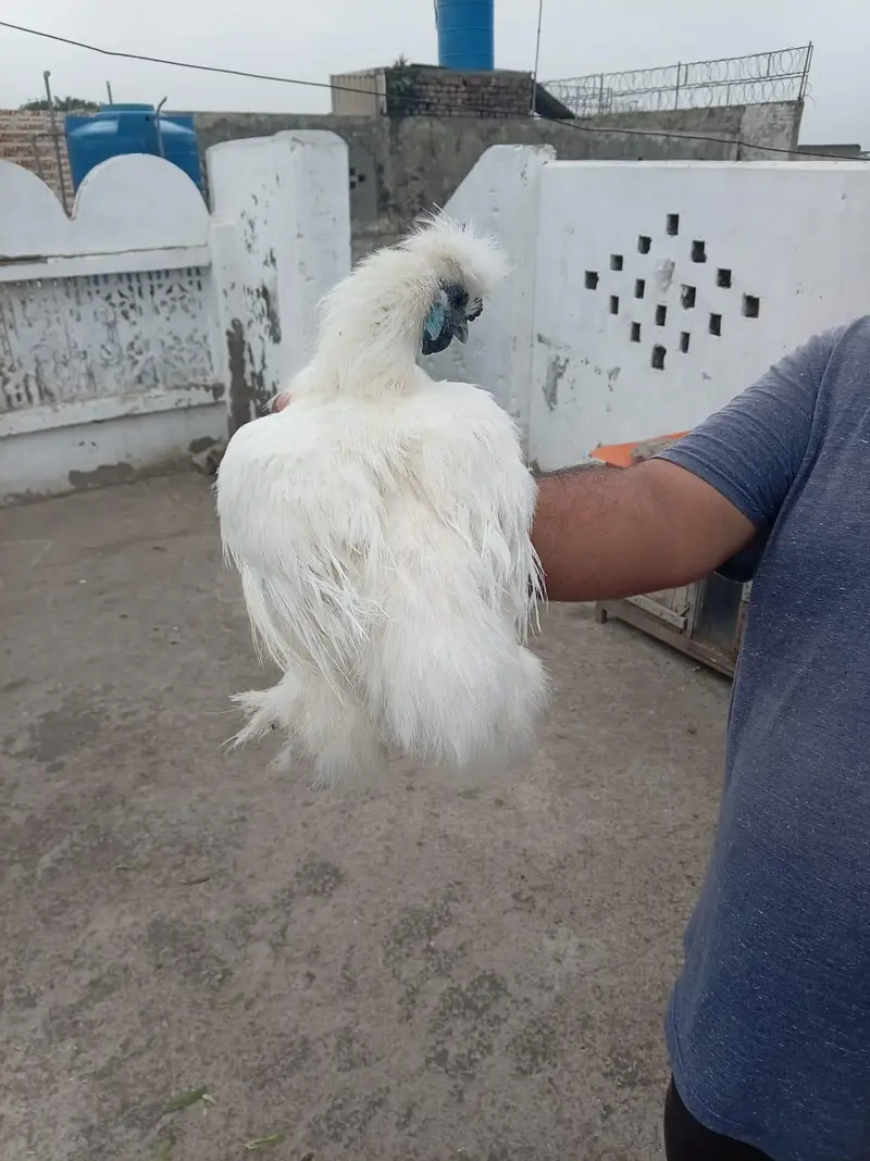 top quality white silkie 1 male and 5 female full set for sale — photo 7
