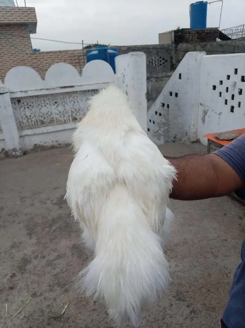 top quality white silkie 1 male and 5 female full set for sale — photo 8