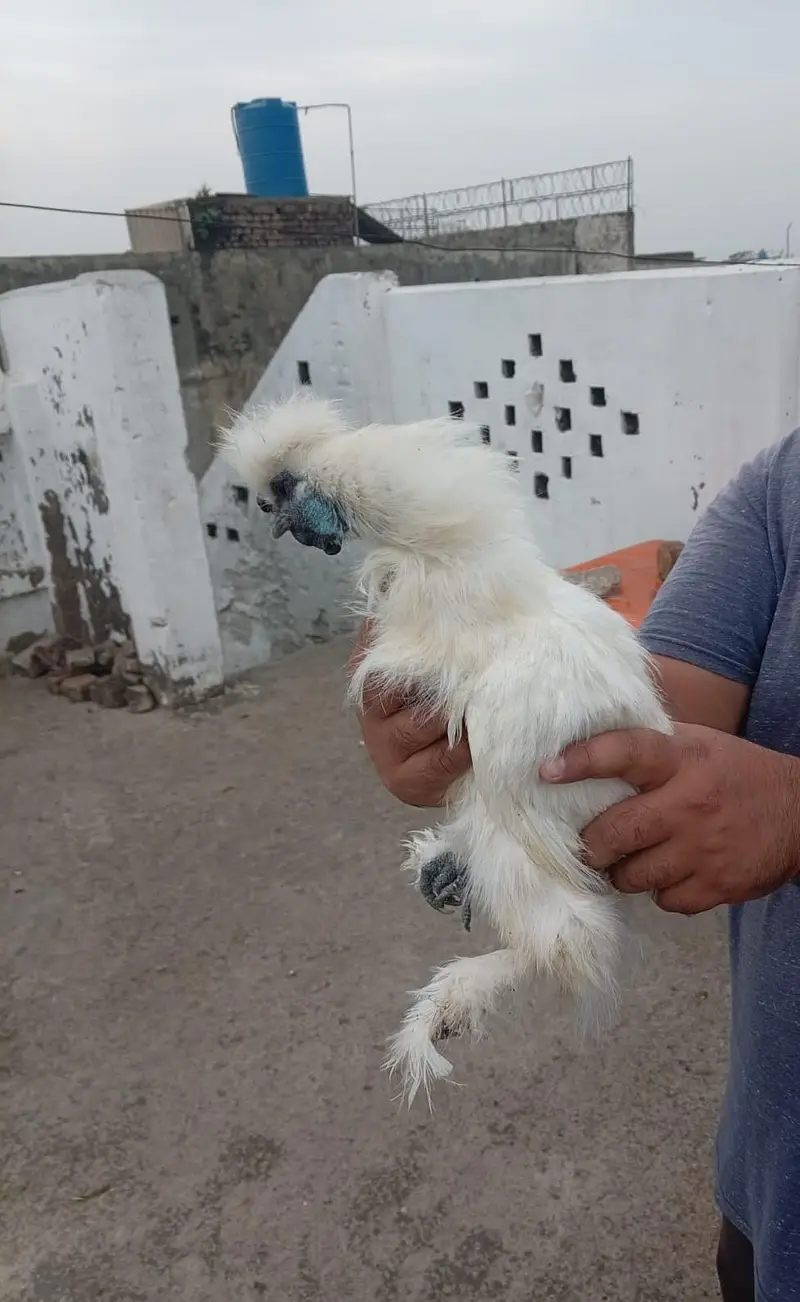 top quality white silkie 1 male and 5 female full set for sale — photo 9