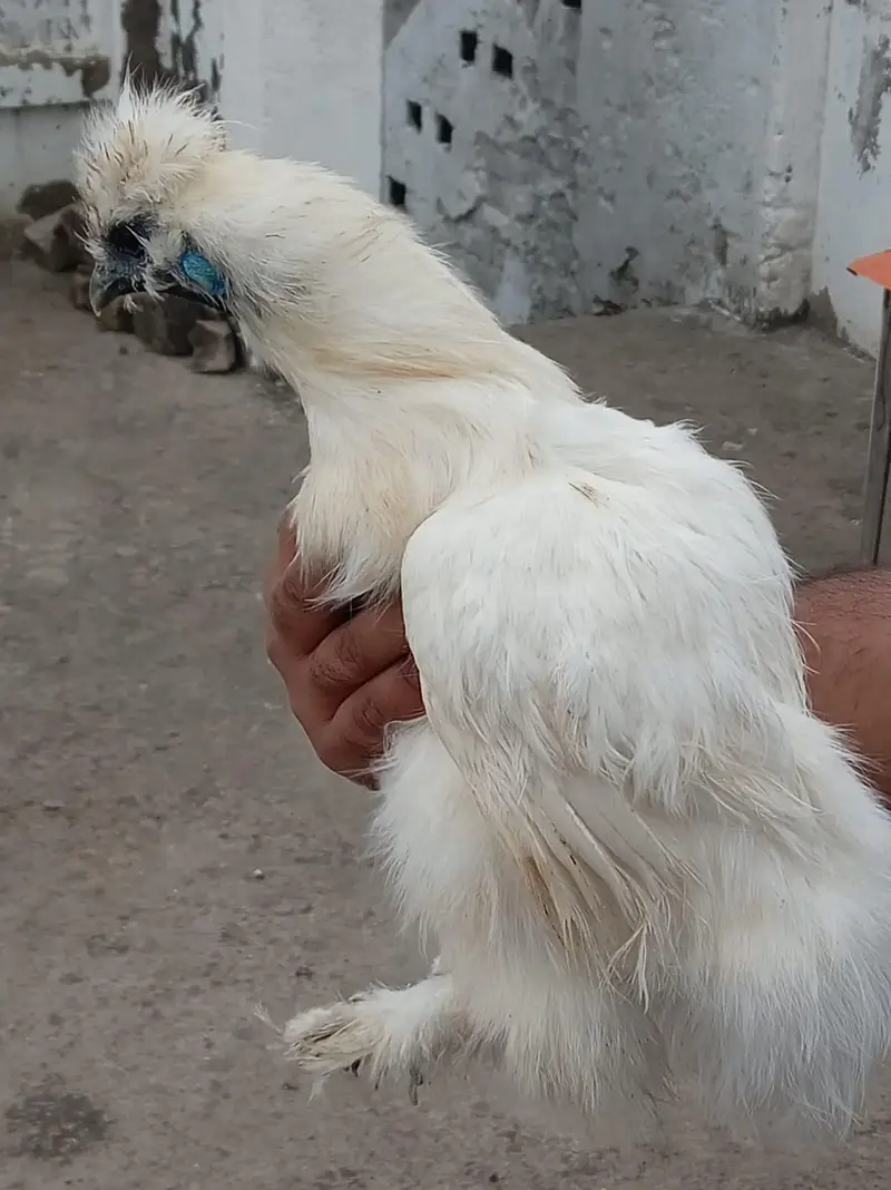 top quality white silkie 1 male and 5 female full set for sale — photo 10
