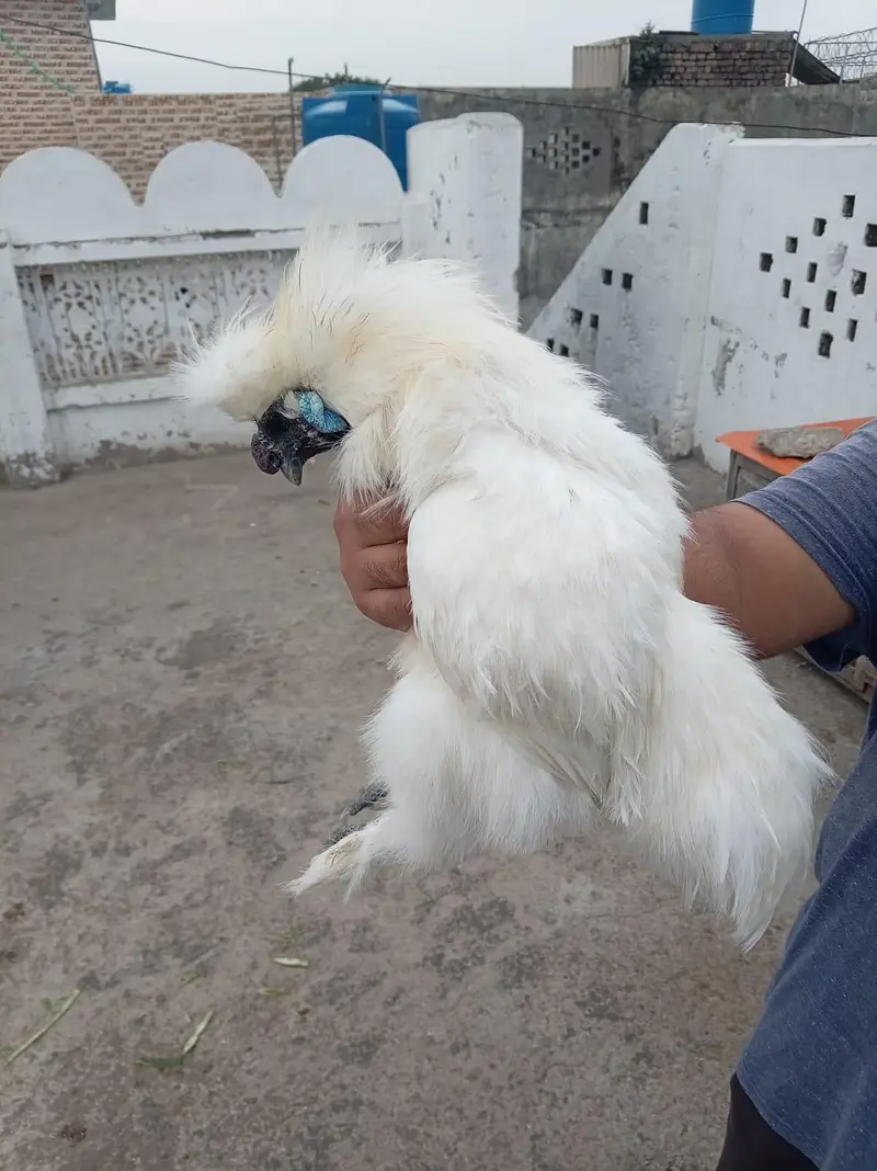 top quality white silkie 1 male and 5 female full set for sale — photo 11