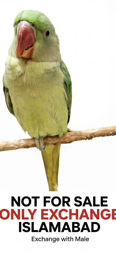 Alexandrine Female 10 Month Price 15000 Exchange With Male Islamabad