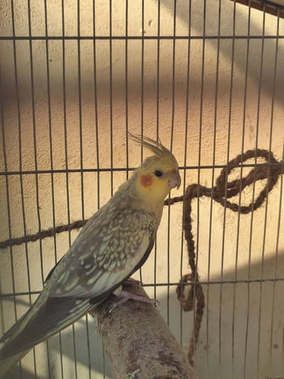 cocktail,Ringneck