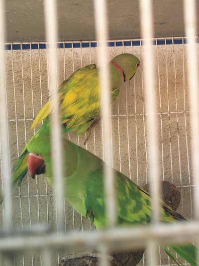 cocktail,Ringneck