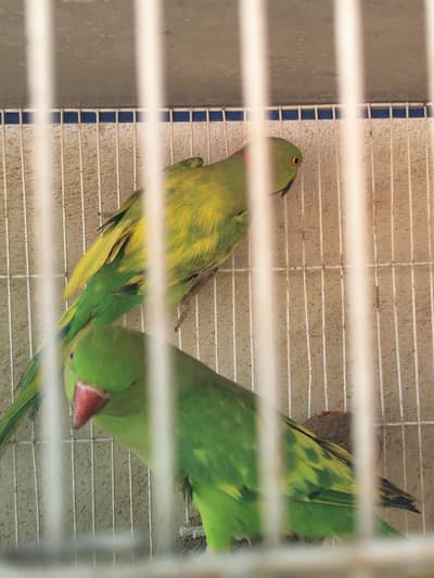 cocktail,Ringneck