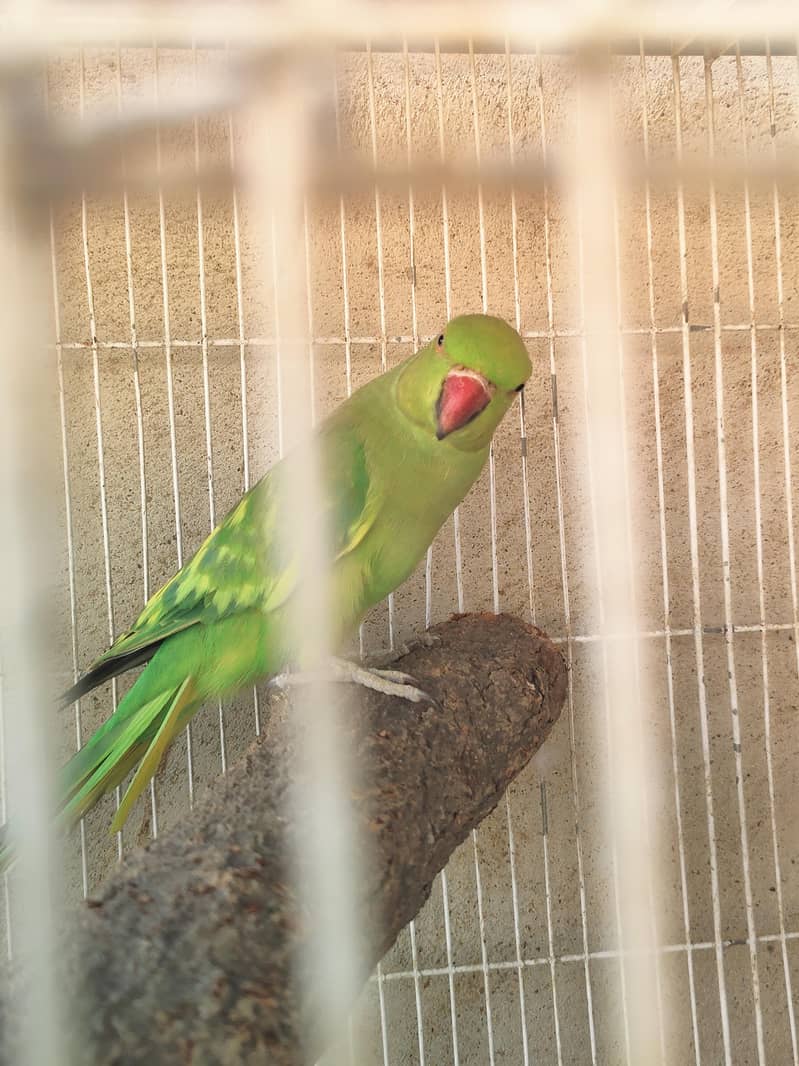 Ringneck 2