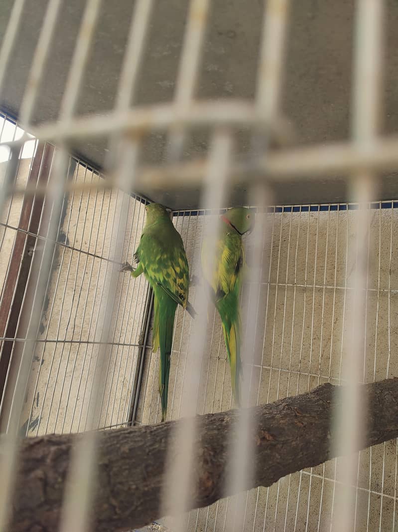 Ringneck 3
