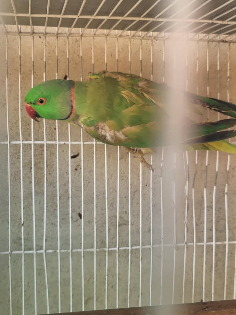 Ringneck 4
