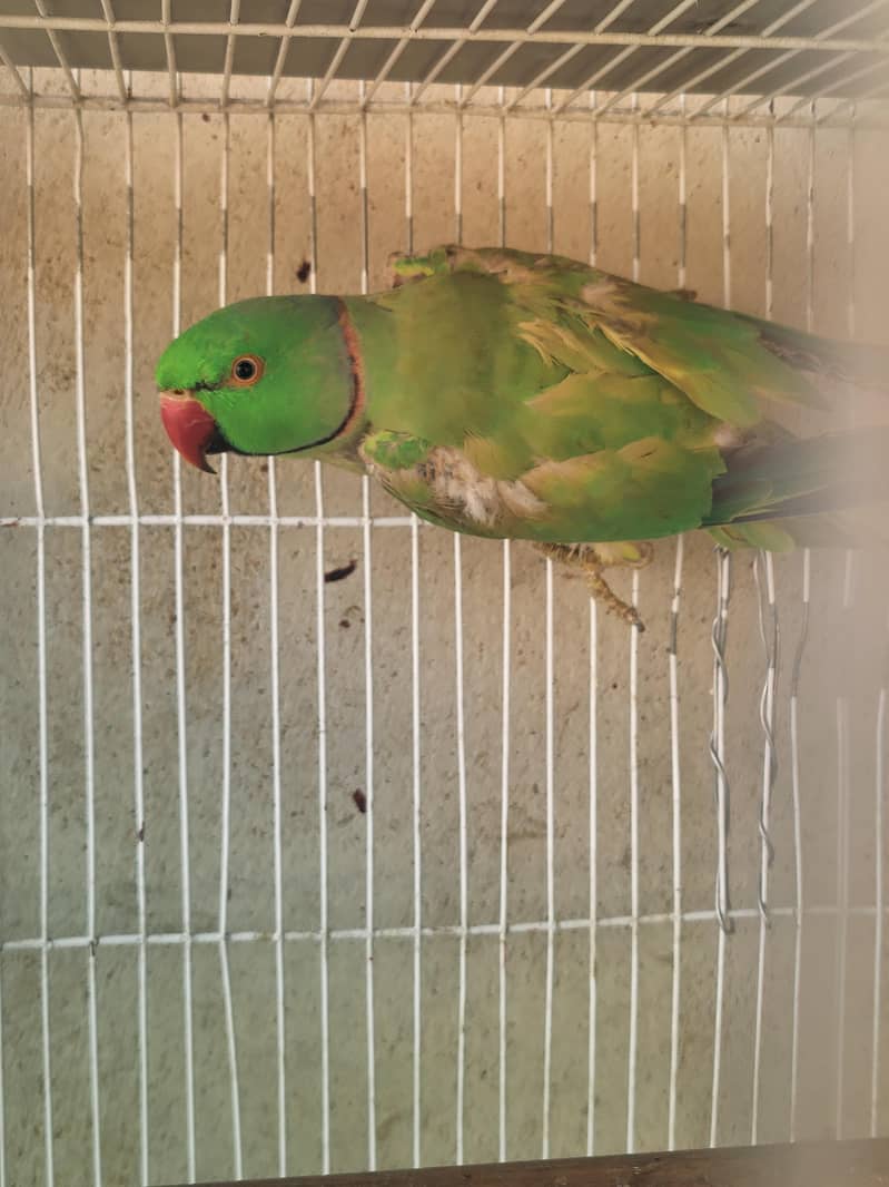 Ringneck 5