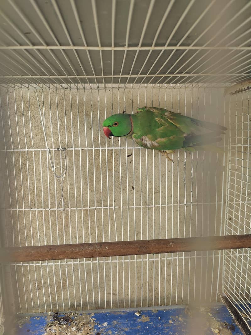 Ringneck 6