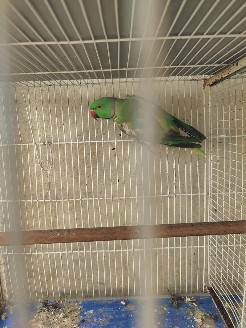 Ringneck 7