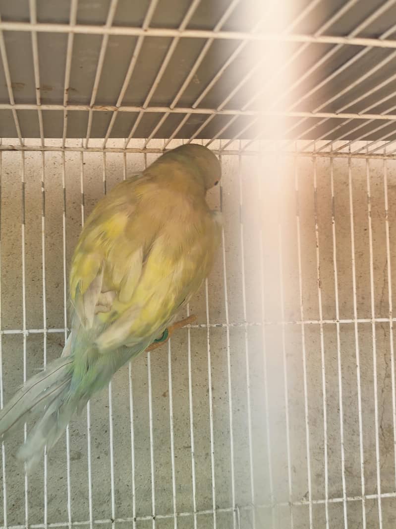 Ringneck 8