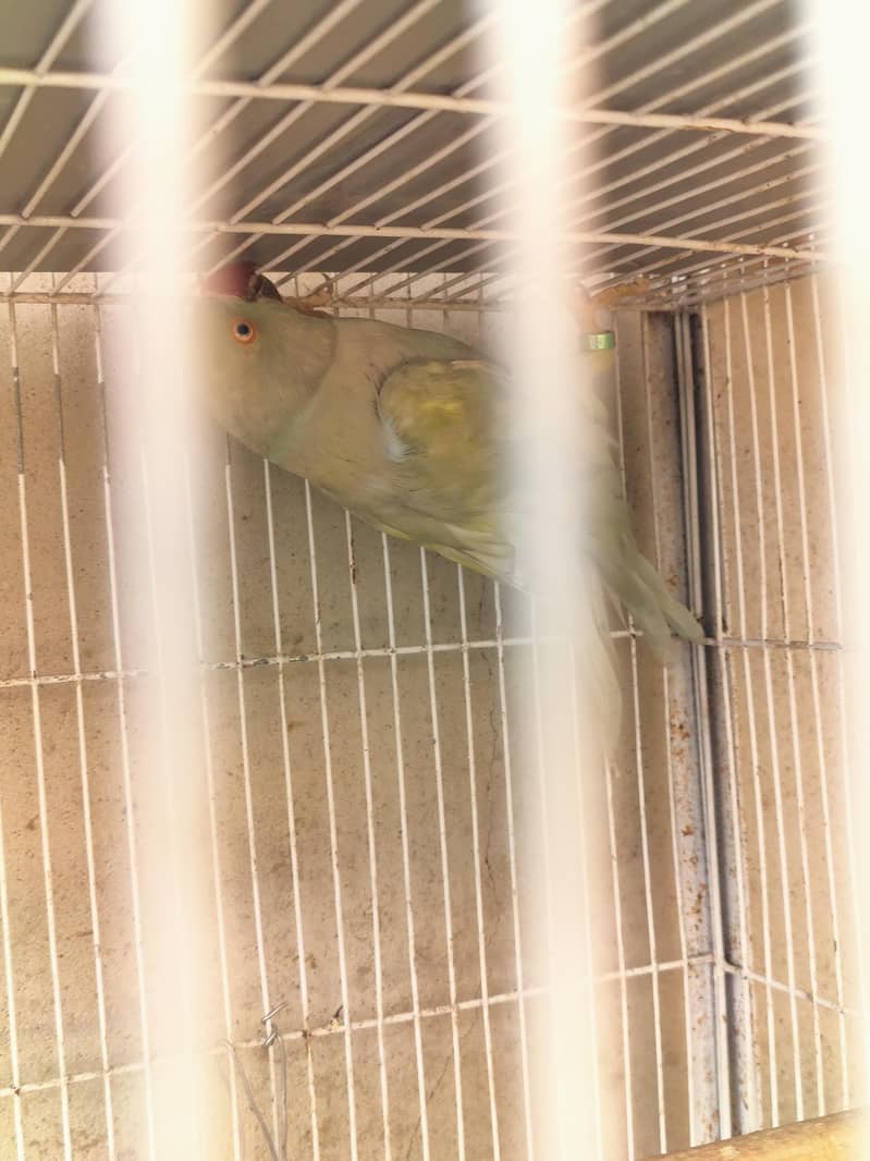 Ringneck 9