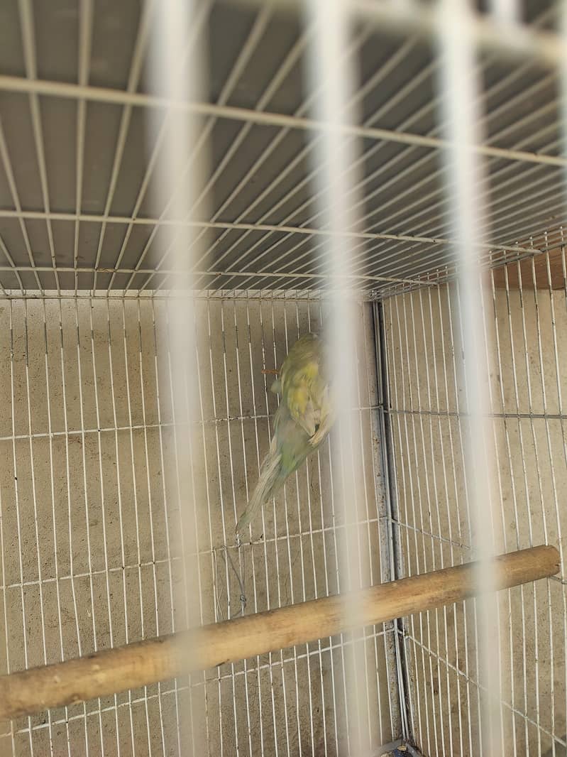 Ringneck 10