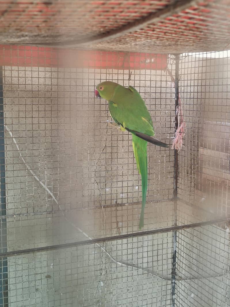 Ringneck 11
