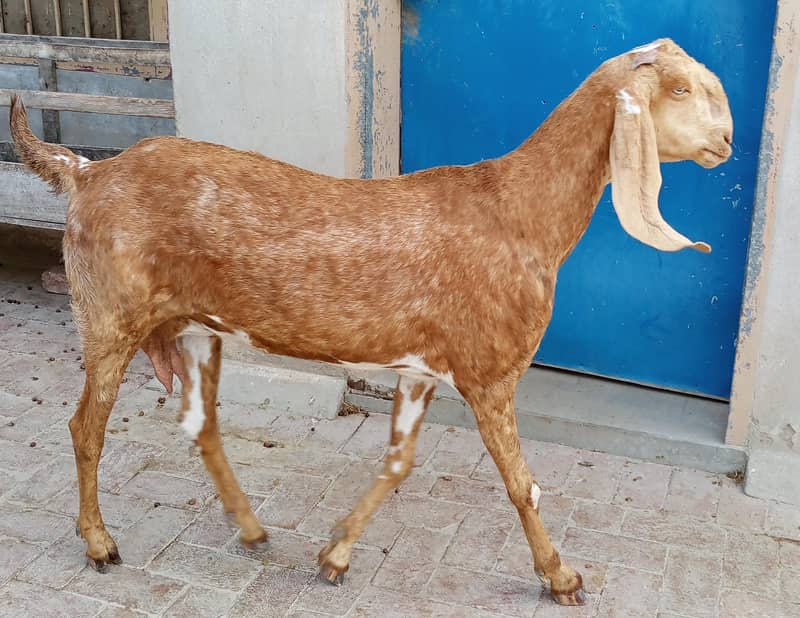 makhu chini 2