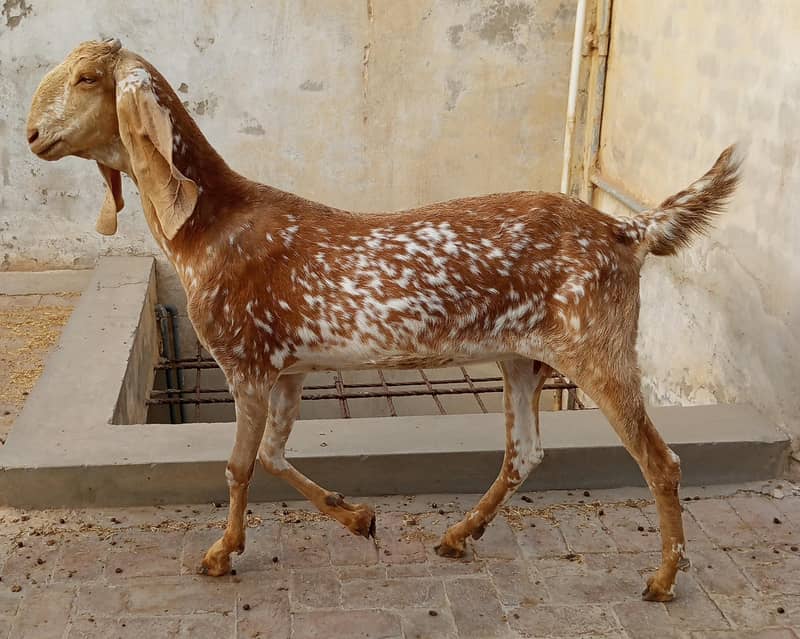 makhu chini 4