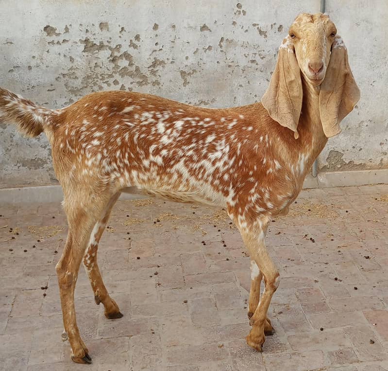 makhu chini 5