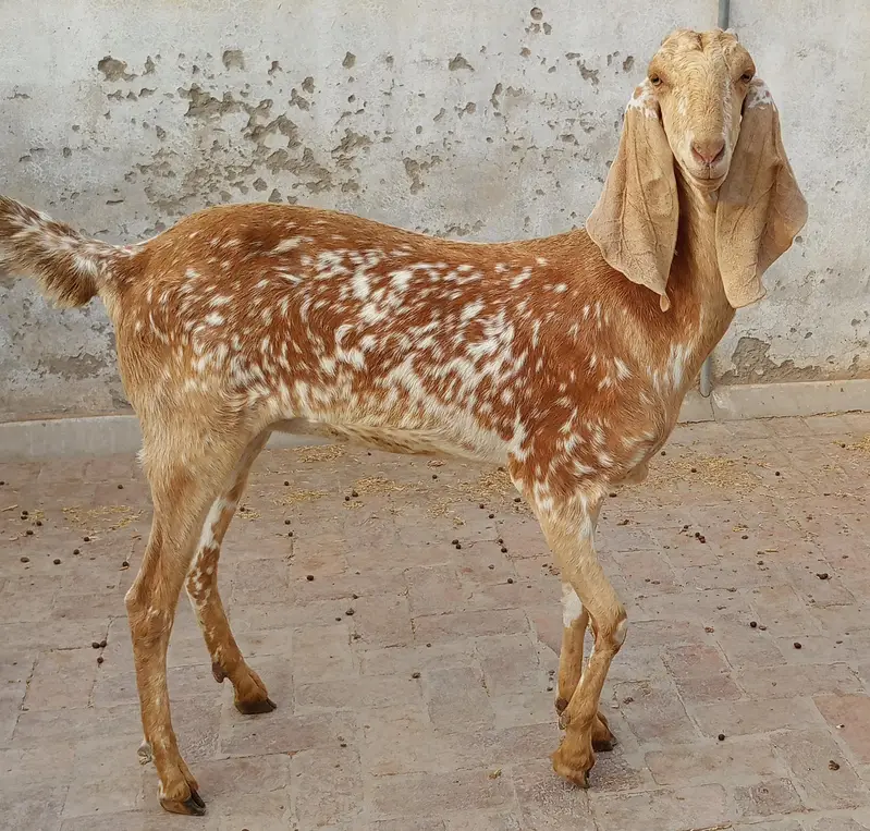 makhu chini — photo 6