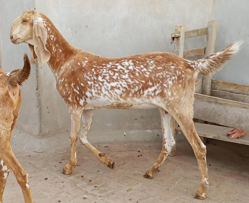 makhu chini 6