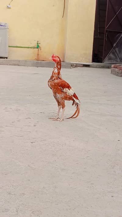 Aseel Patha for sale