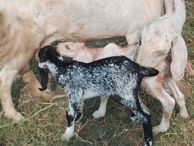 taddy Goats and 2 bacchyy Bhe shat Hain
