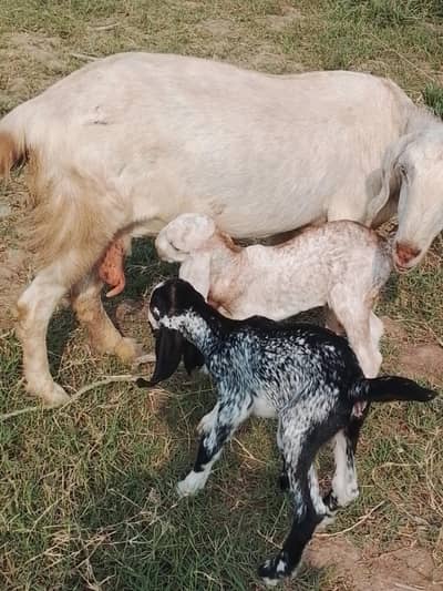 taddy Goats and 2 bacchyy Bhe shat Hain