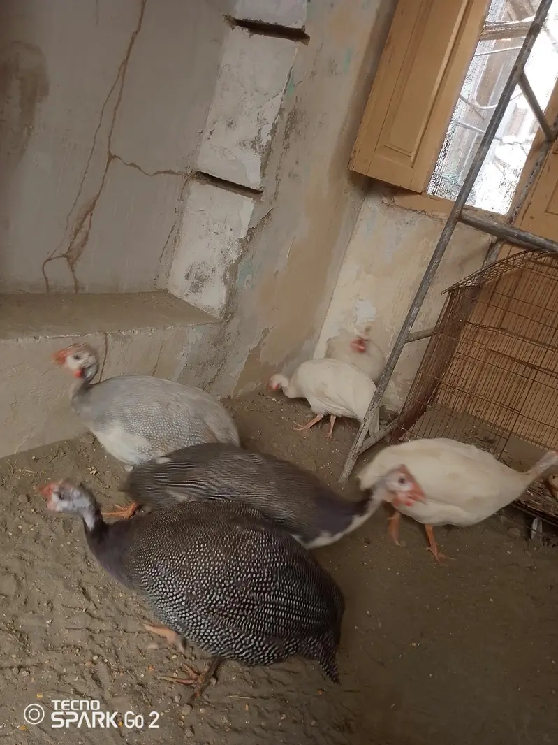 guinea fowl chakor