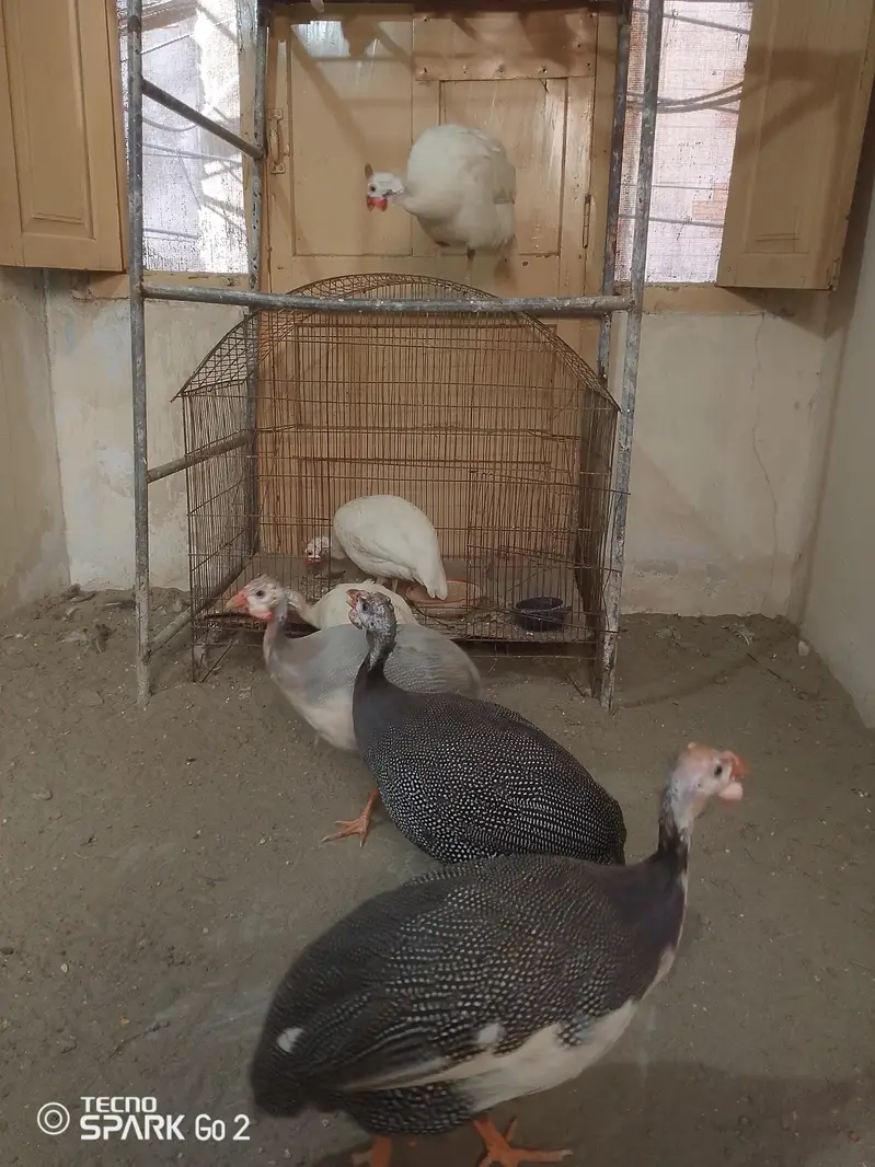 guinea fowl chakor — photo 2