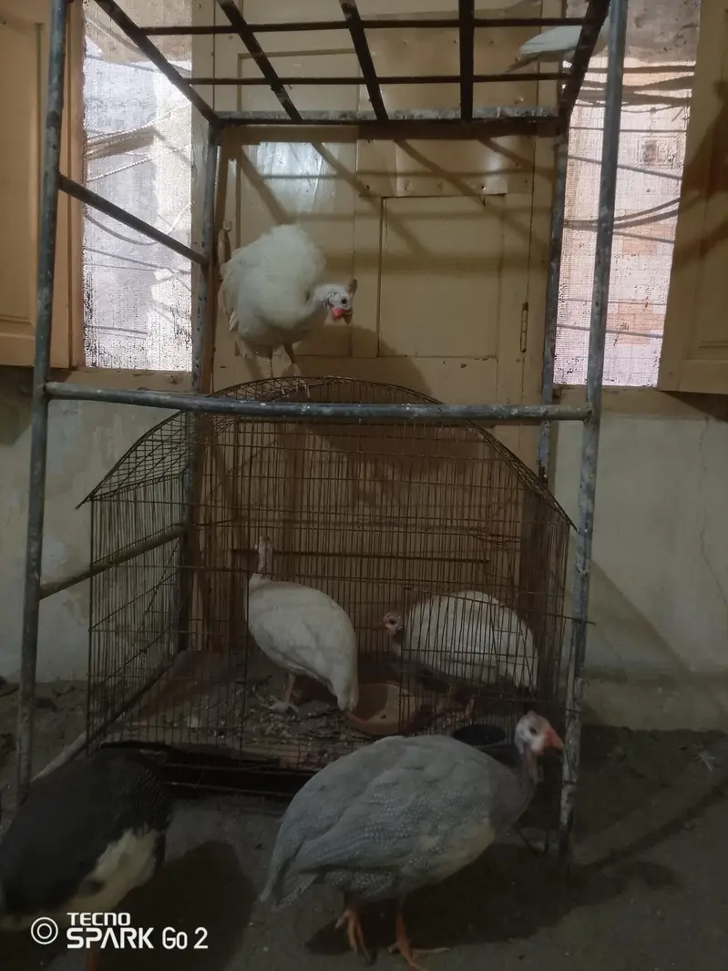 guinea fowl chakor — photo 3
