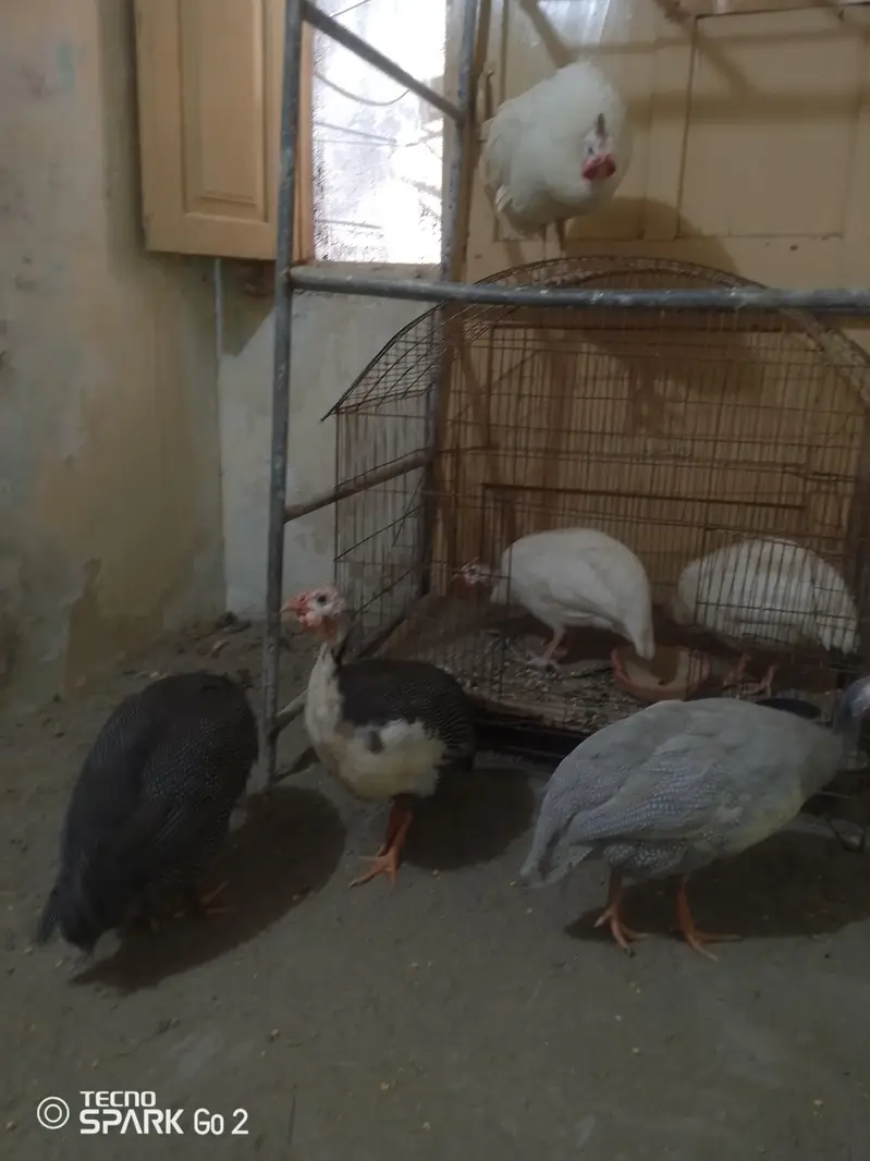 guinea fowl chakor — photo 4