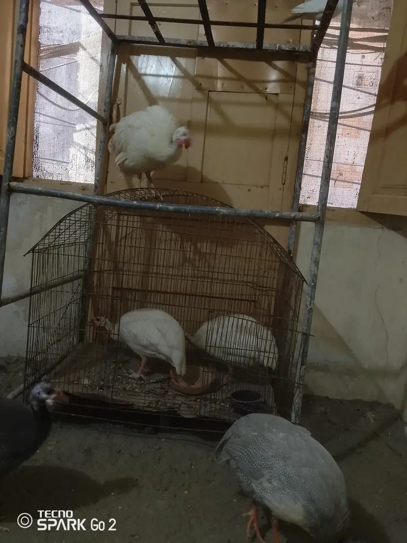 guinea fowl chakor — photo 5