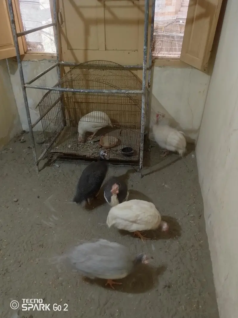 guinea fowl chakor — photo 6