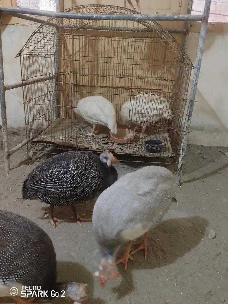guinea fowl chakor — photo 7