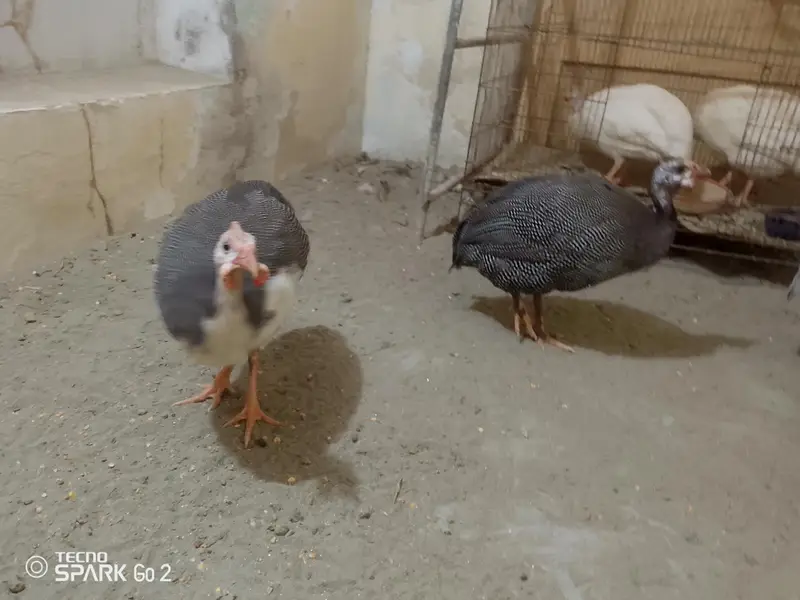 guinea fowl chakor — photo 8