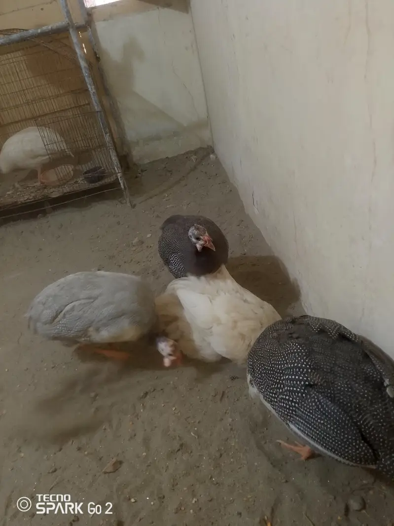 guinea fowl chakor — photo 9