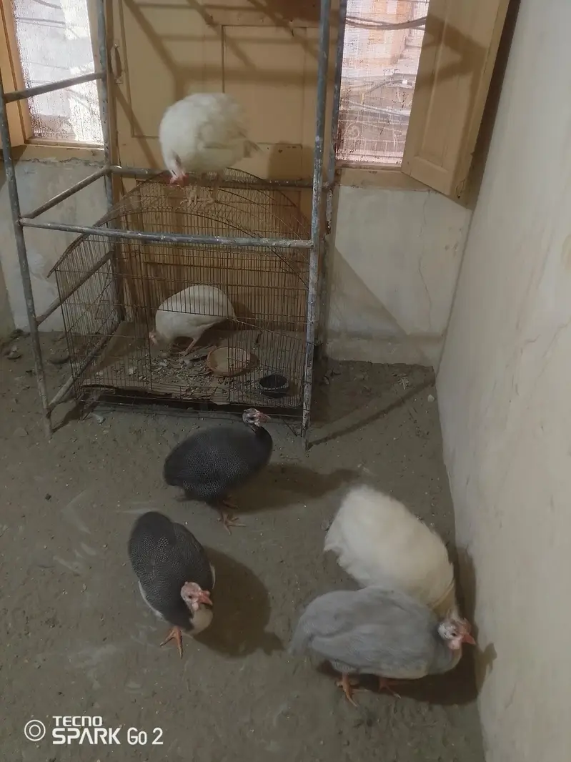 guinea fowl chakor — photo 10