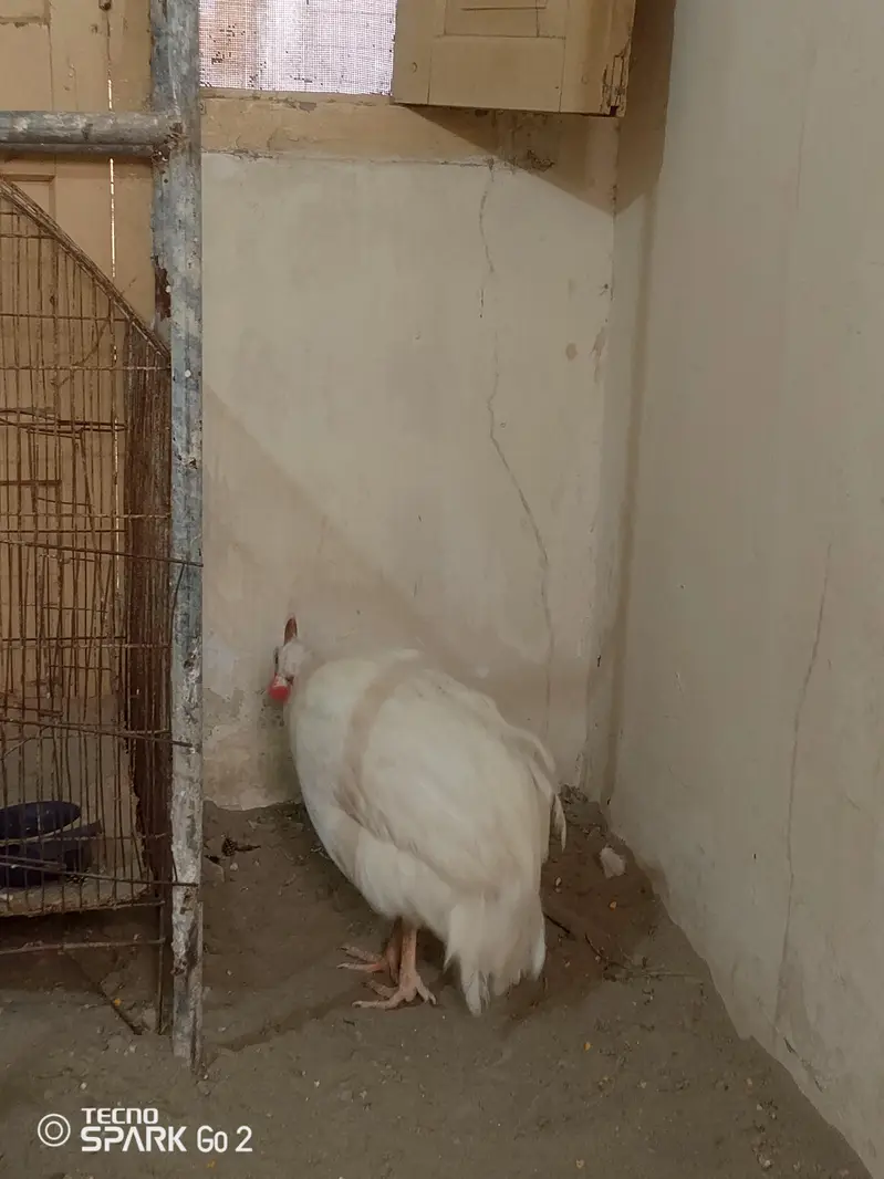 guinea fowl chakor — photo 11