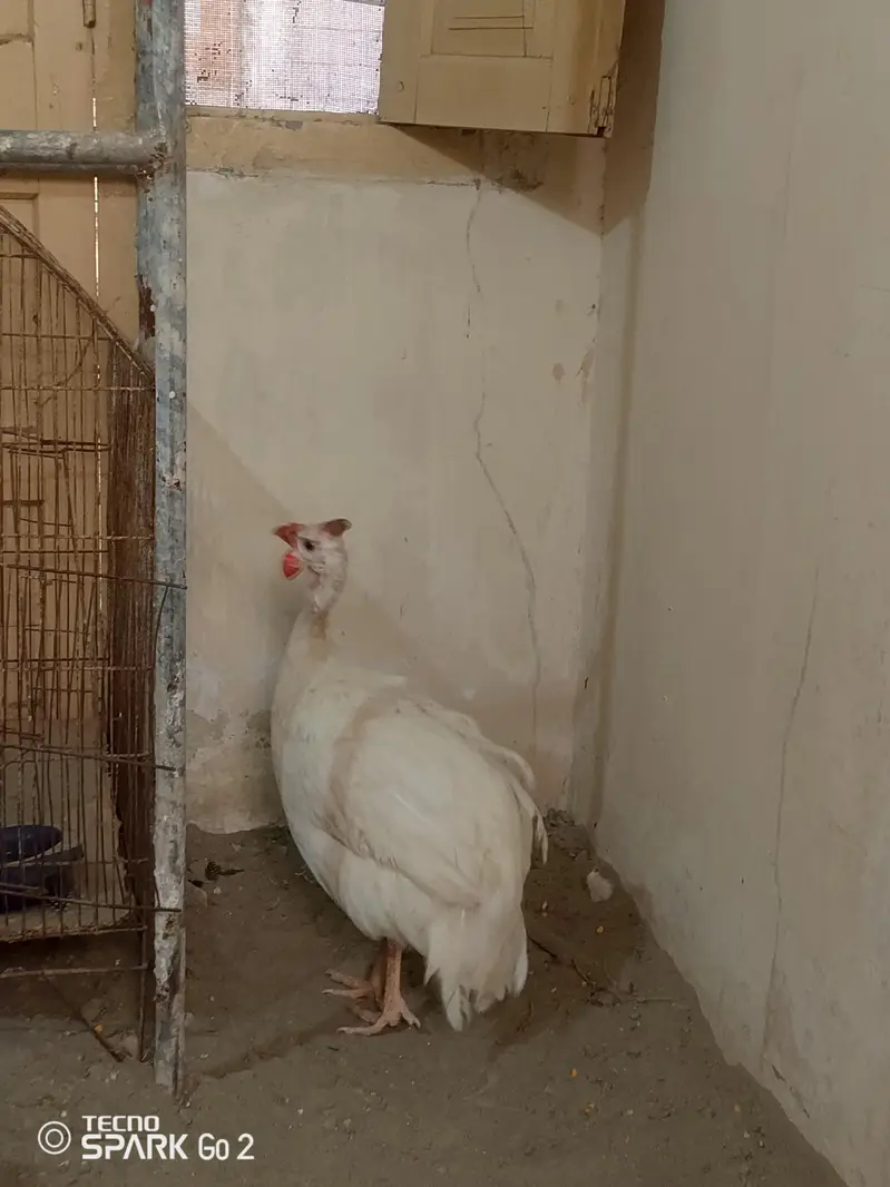 guinea fowl chakor — photo 12