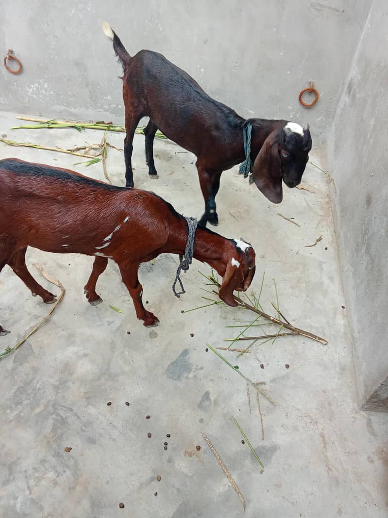 2 goats 0