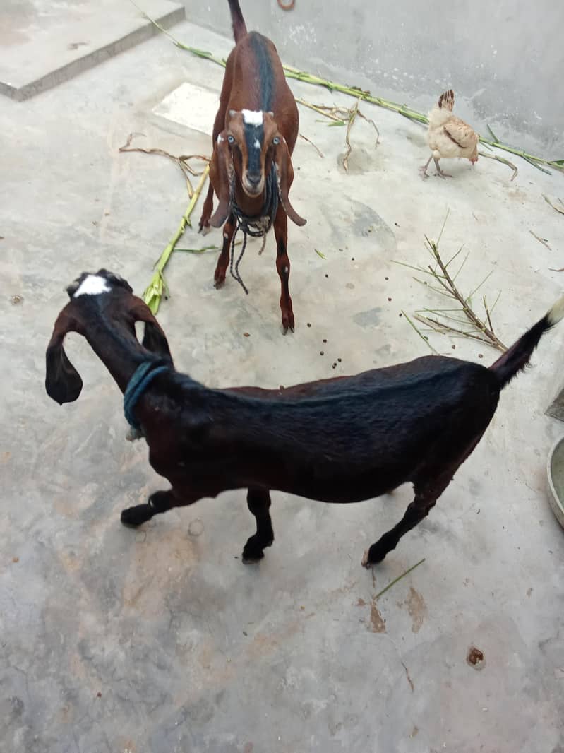 2 goats 1