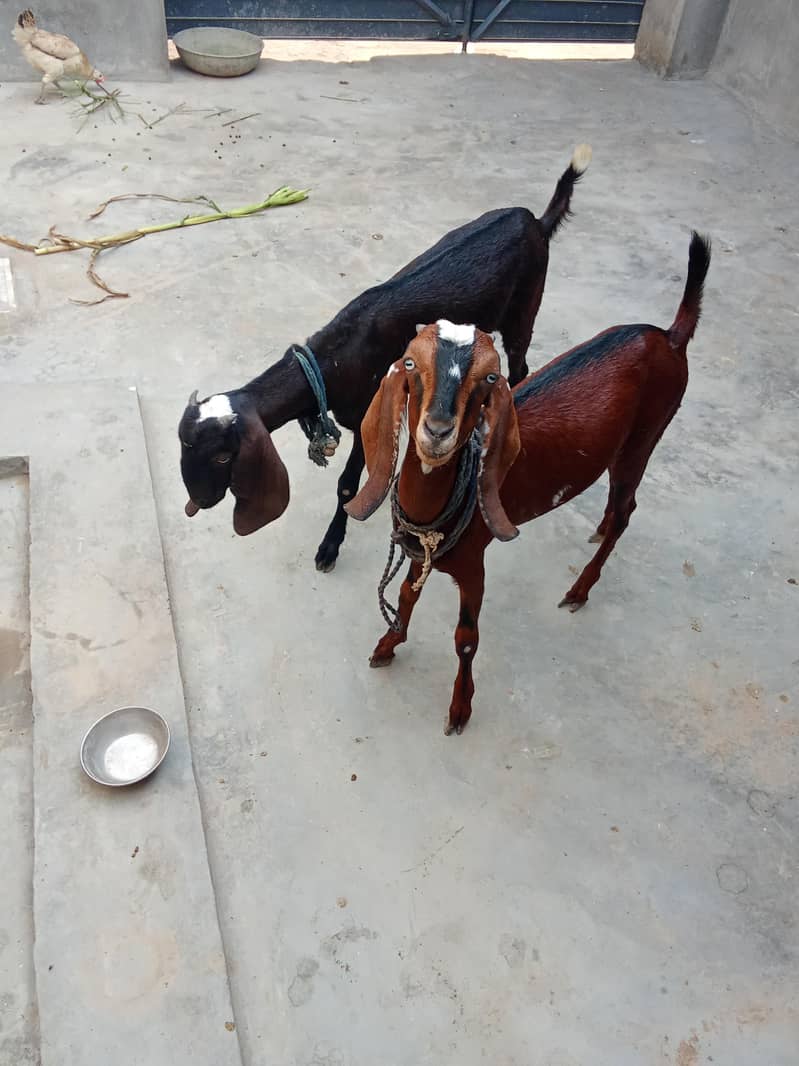 2 goats 2