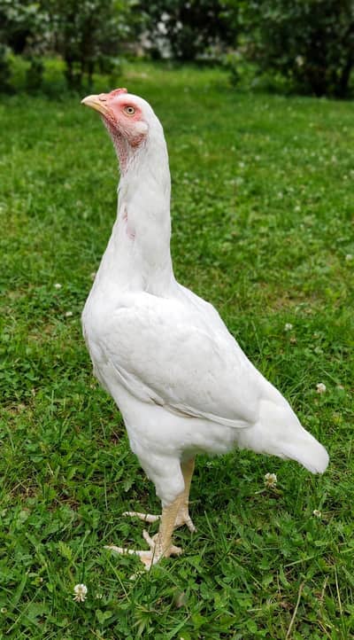 Thai pakoye female