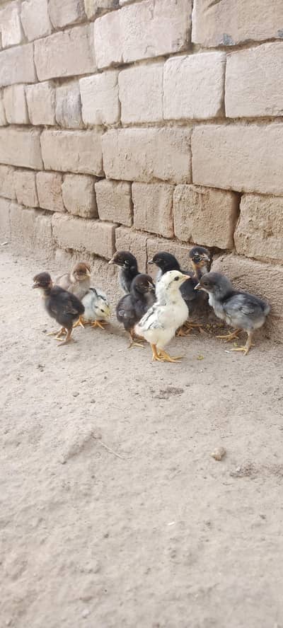 Aseel Chicks For Sale