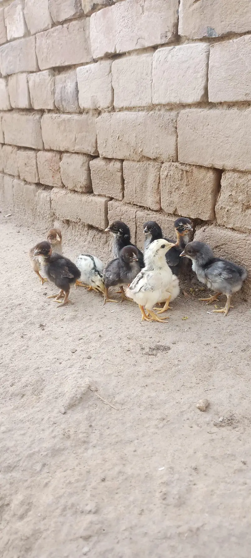 Aseel Chicks For Sale — photo 2