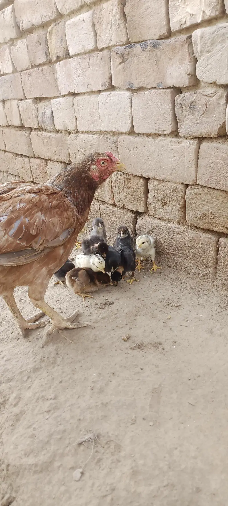 Aseel Chicks For Sale — photo 3