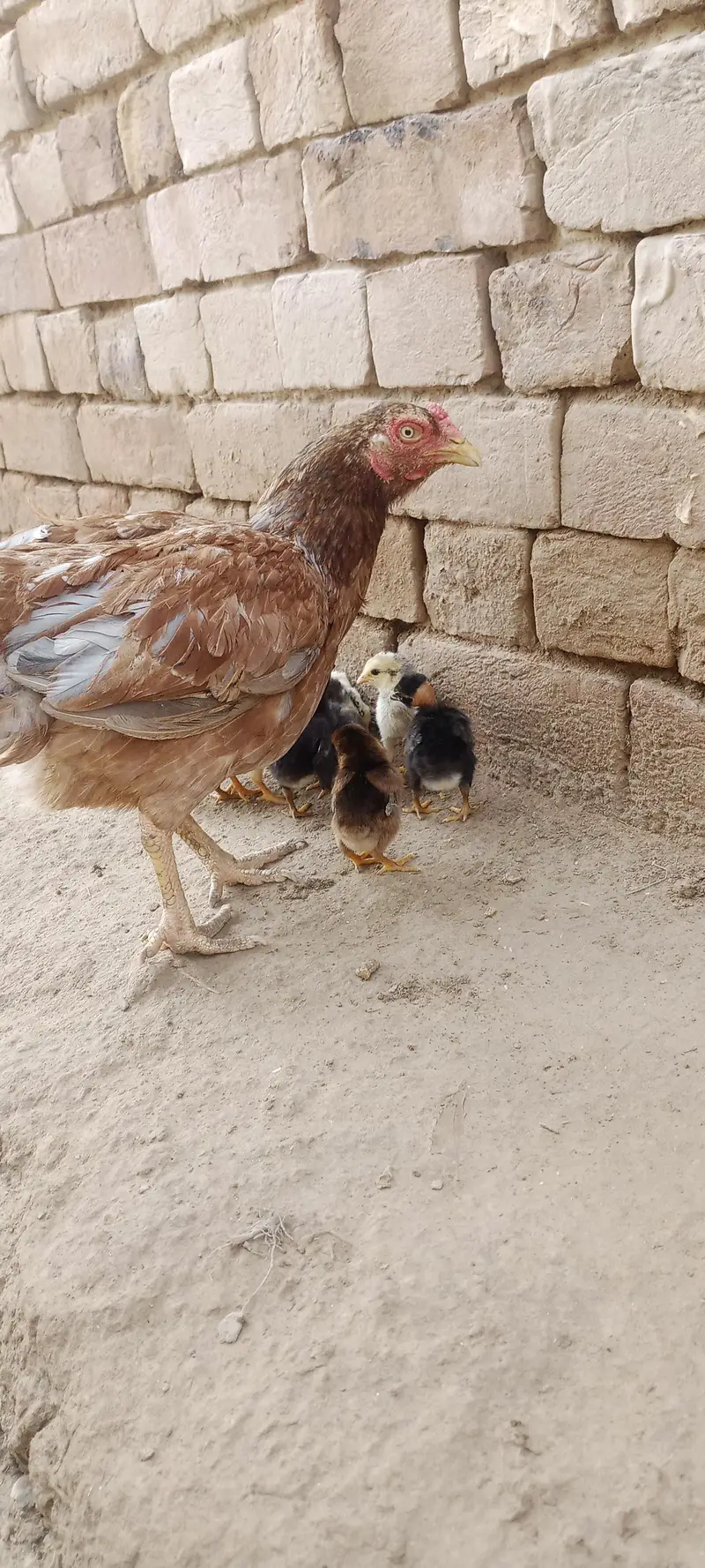 Aseel Chicks For Sale — photo 4