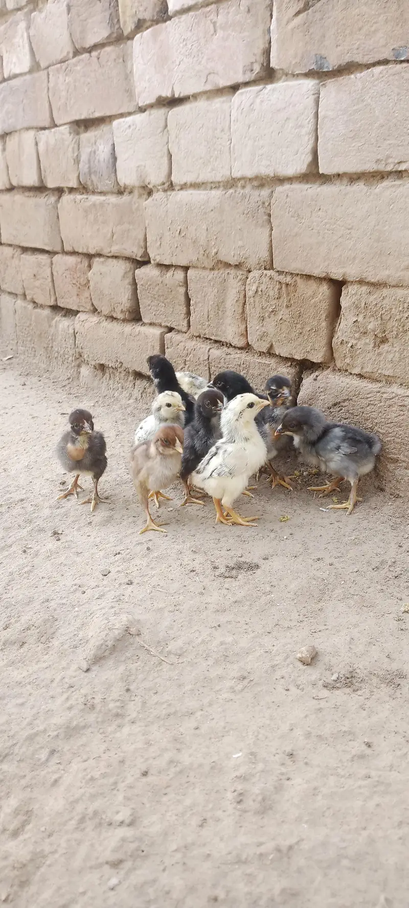 Aseel Chicks For Sale — photo 5