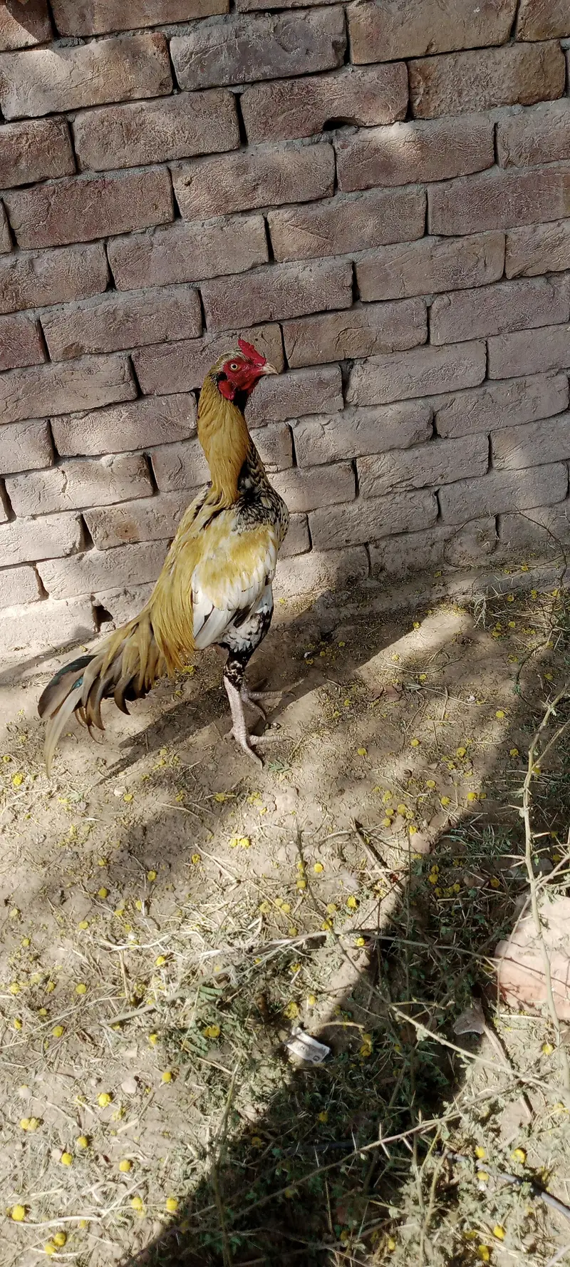 Aseel Chicks For Sale — photo 6